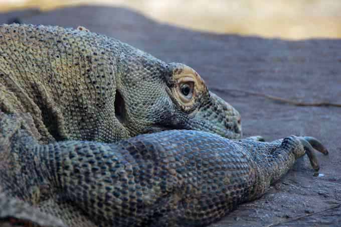 a komodo dragon